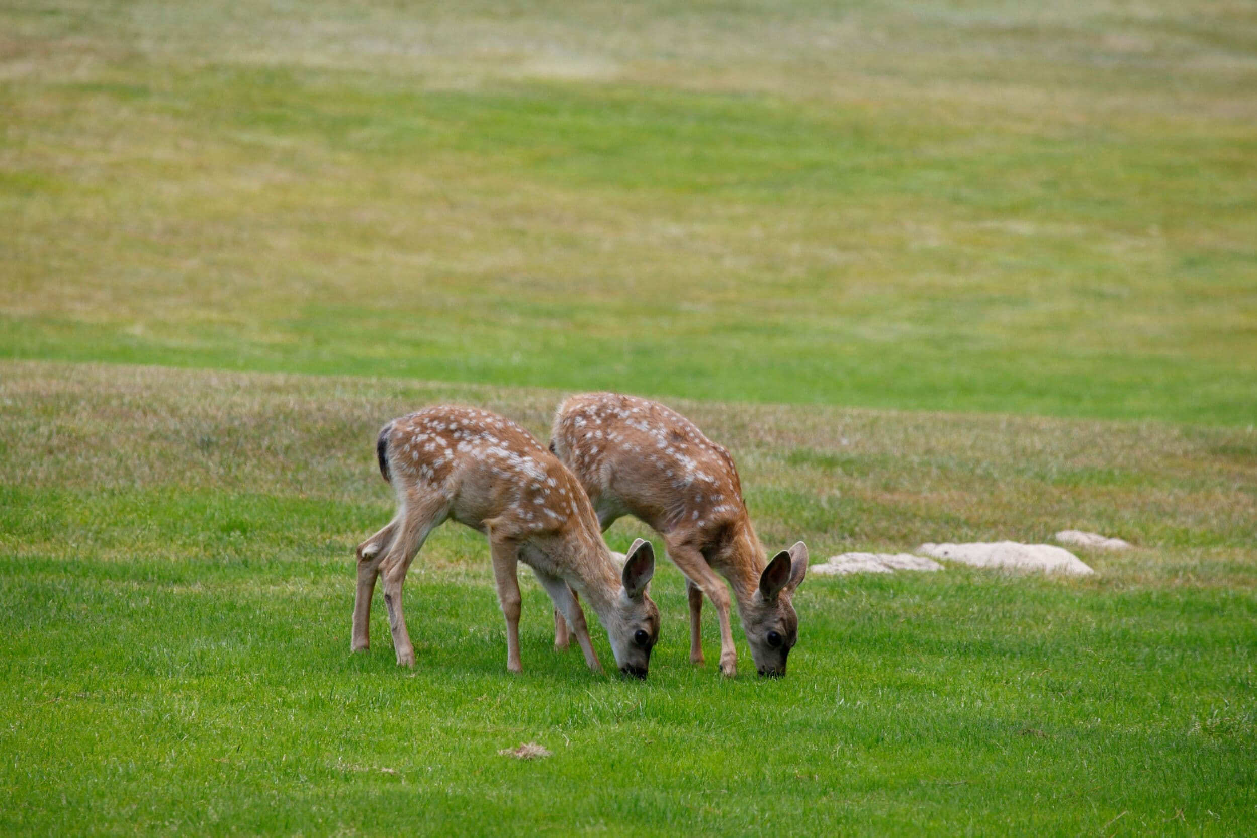Deer along 17-Mile Drive®, Pebble Beach, CA — wildlife on the Monterey Peninsula